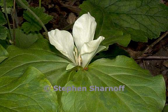 trillium chloropetalum 6 graphic